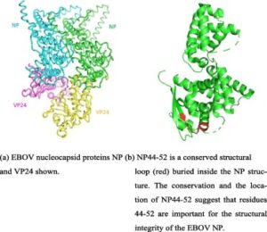 Nucleocapsid proteins