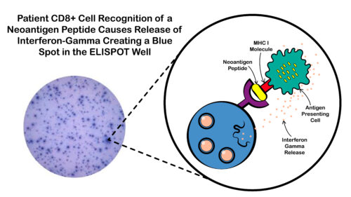 ELISPOT Flowvax HPV