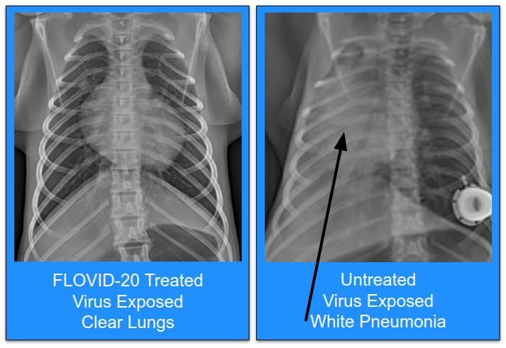 Treated primates resisted infection. Control primates developed COVID pneumonia.