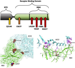 covid ACE2